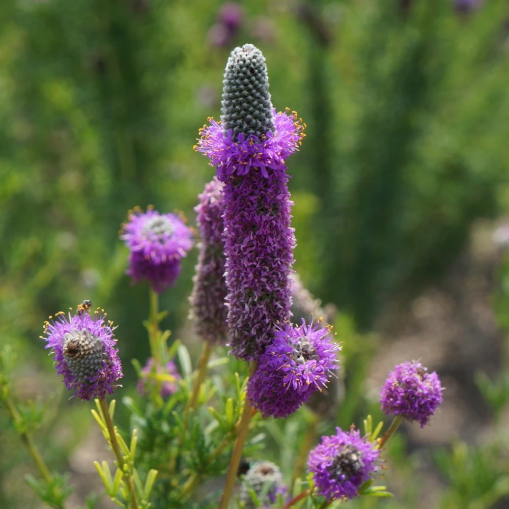 Purple Prairie Clover Seeds - Wildflower Seed Packet - Attracts Pollinators - Outdoor - Image 1