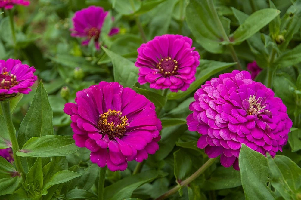 Purple Prince Zinnia Seeds - Flower Seeds - Outdoor - Variety Packet Sizes - Image 1
