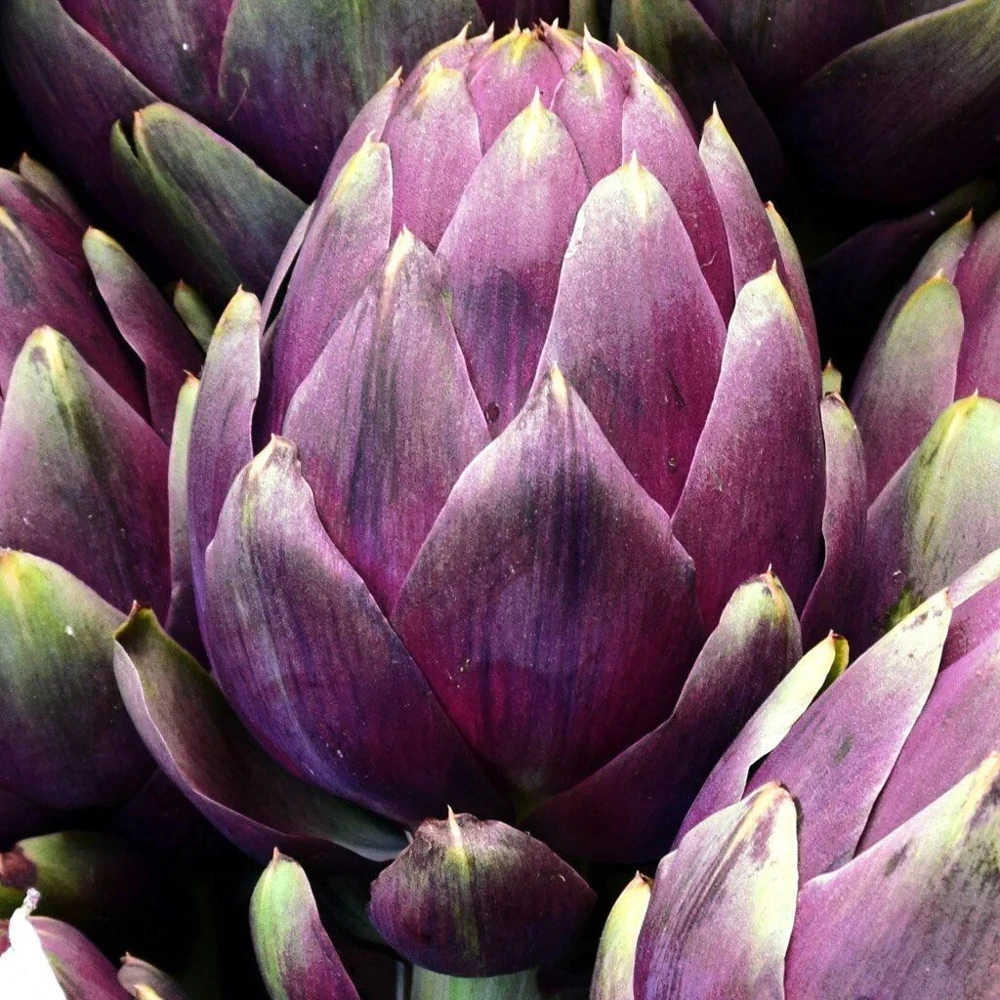 Purple Romagna Artichoke Seeds - Perennial, Easy Grow, Outdoor - Image 2