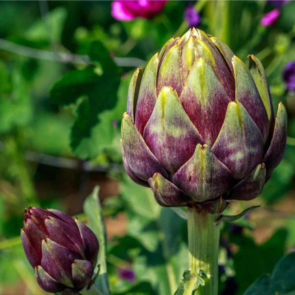 Purple Romagna Artichoke Seeds - Perennial, Easy Grow, Outdoor - Image 1