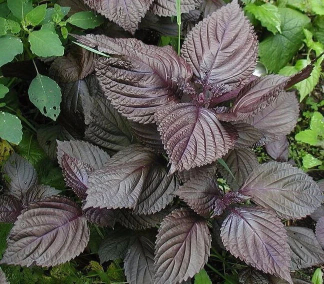 Purple Shiso Seeds - Japanese Basil, Perilla frutescens, Annual Herb Seeds, Indoor & Outdoor - Image 1