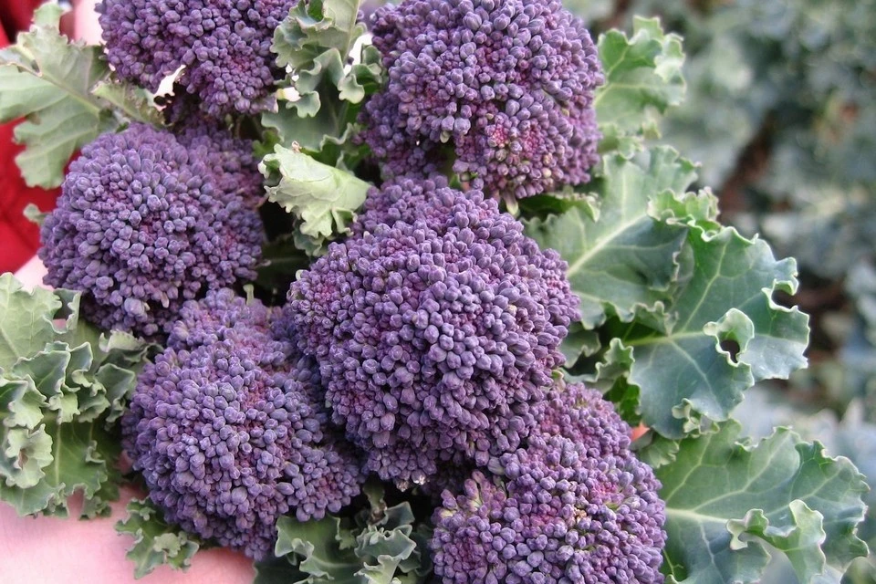Purple Sprouting Broccoli Seeds - Heirloom Vegetable Seeds for Gardeners - Image 1