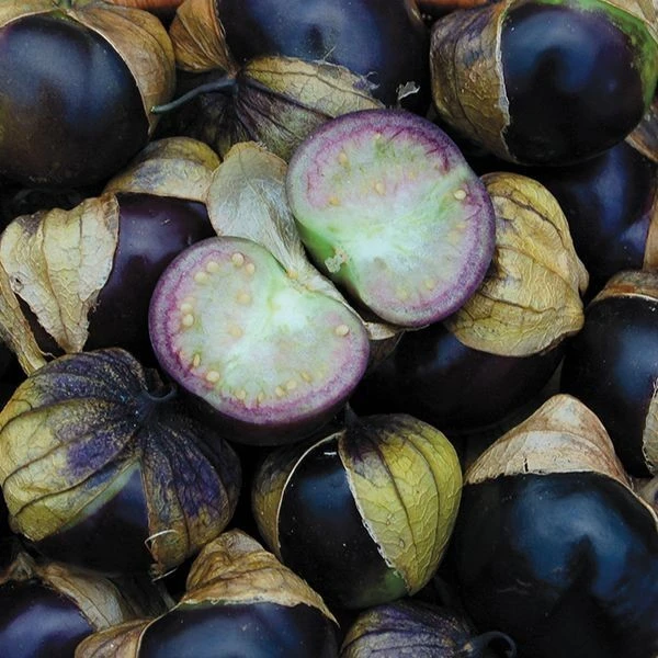 Purple Tomatillo Seeds - 50 Milpa Tomatillo Seeds - Deep Purple Fruit - Image 1