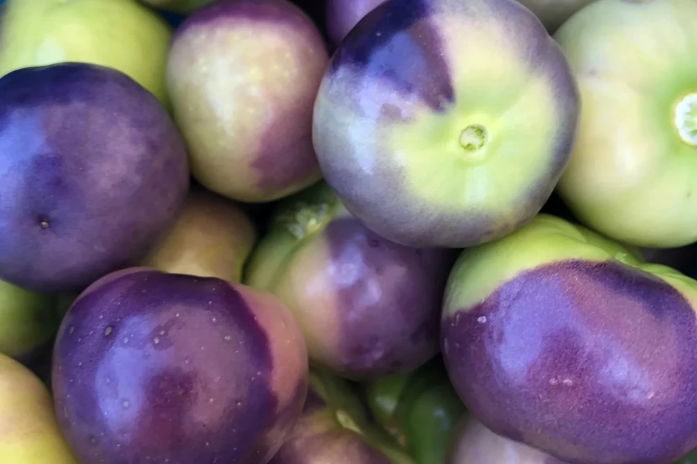 Purple Tomatillo Seeds - 50 Purple de Milpa Seeds, Outdoor Vegetable - Image 2