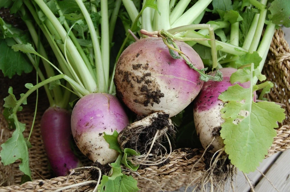 Purple Top White Globe Turnip Seeds - 1/4 LB Packet, Brassica rapa - Image 2