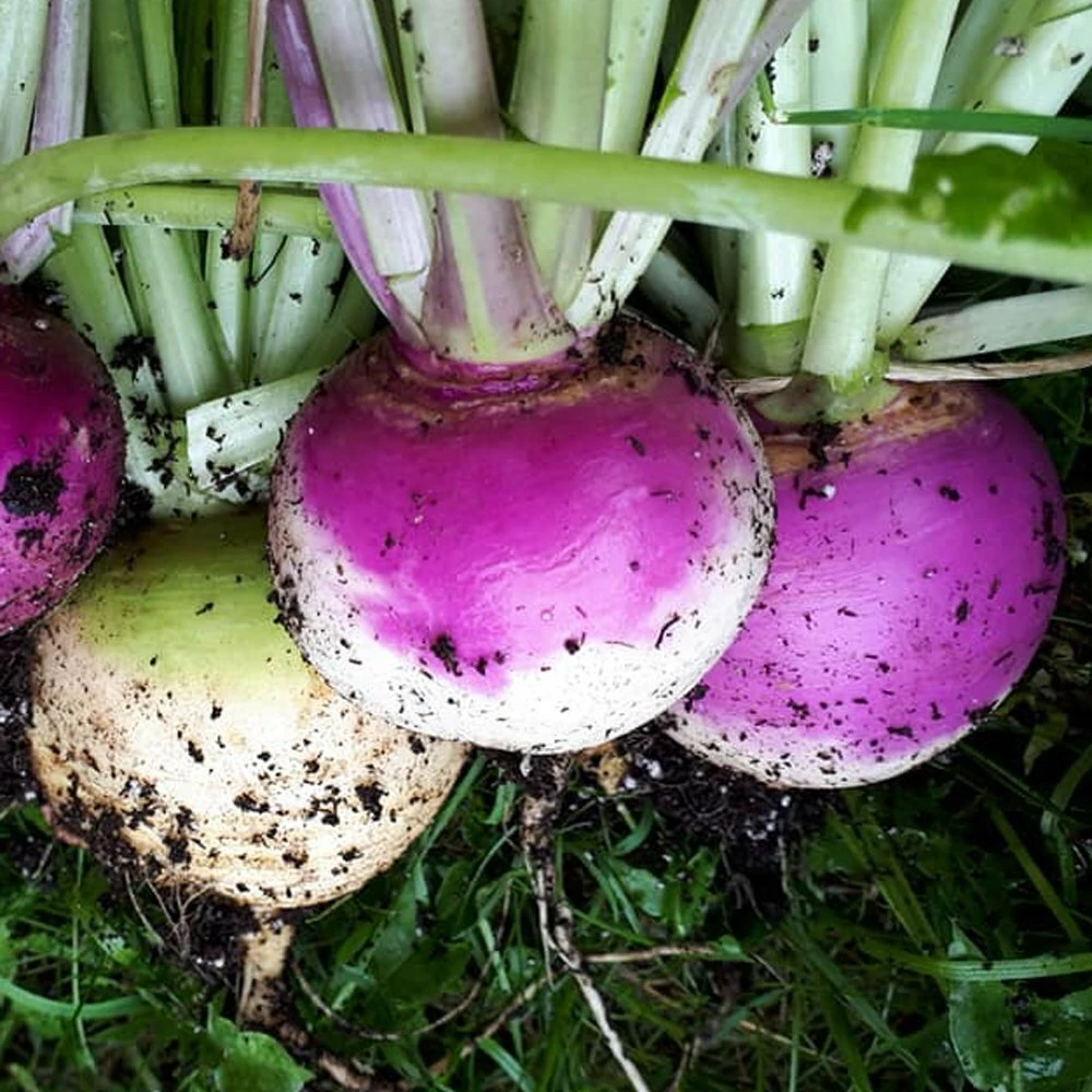 Purple Top White Globe Turnip Seeds - 1/4 LB Packet, Brassica rapa - Image 1