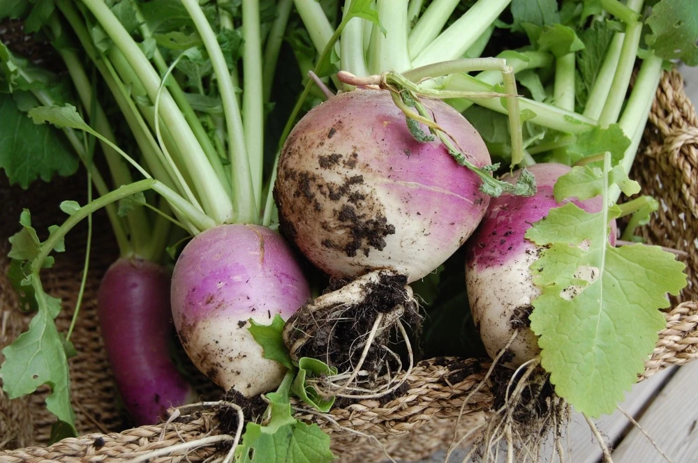 Purple Top White Globe Turnip Seeds – Vegetable Seeds – Outdoor - Image 1