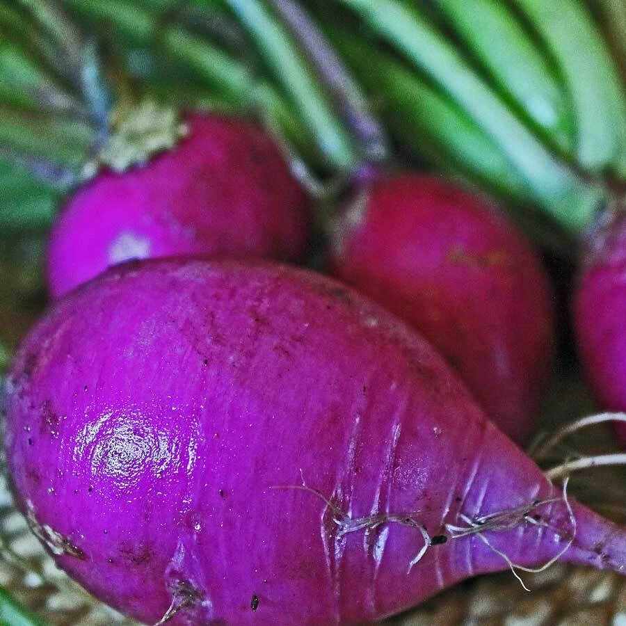 Radish Seeds Collection - 14 Heirloom Varieties for Indoor & Outdoor Gardening - Image 13