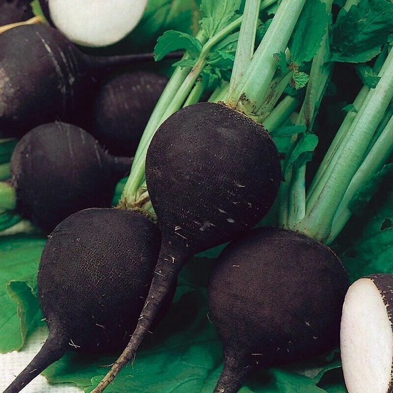 Radish Seeds Collection - 14 Heirloom Varieties for Indoor & Outdoor Gardening - Image 2