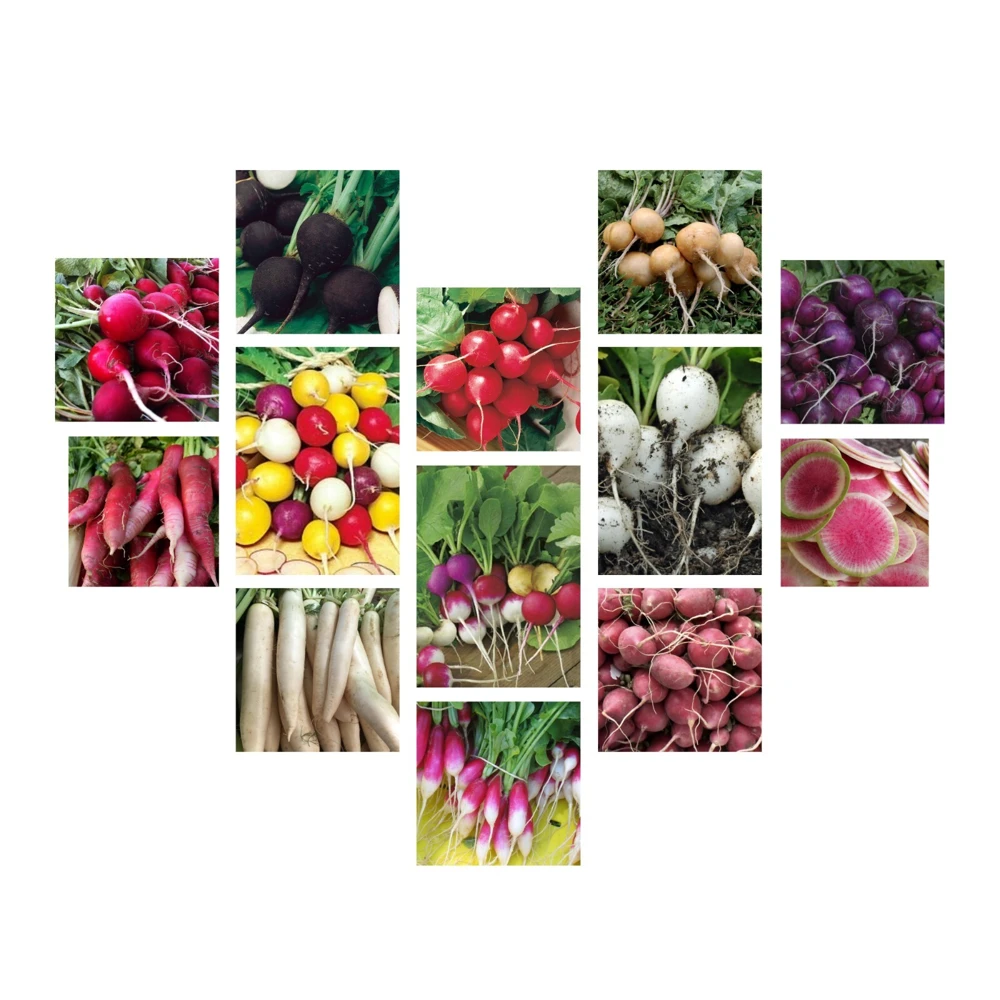 Radish Seeds Collection - 14 Heirloom Varieties for Indoor & Outdoor Gardening - Image 1
