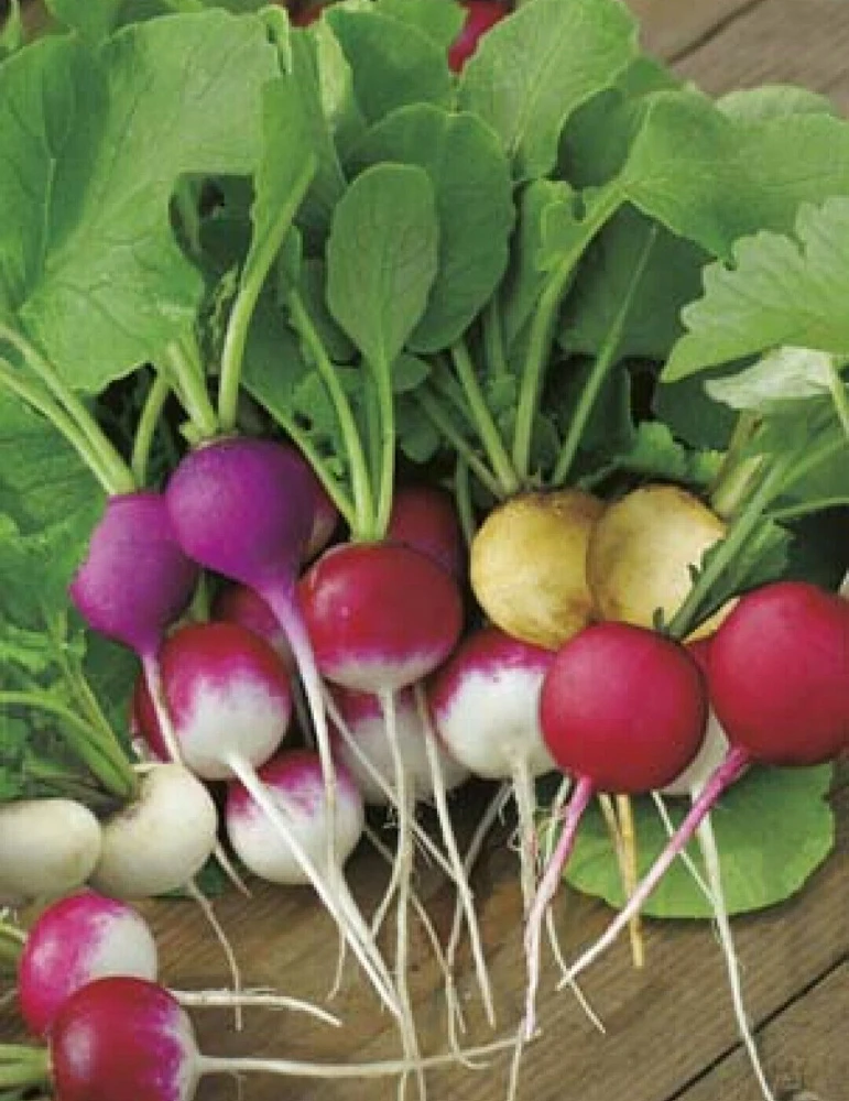 Radish Seeds Collection - 14 Heirloom Varieties for Indoor & Outdoor Gardening - Image 8