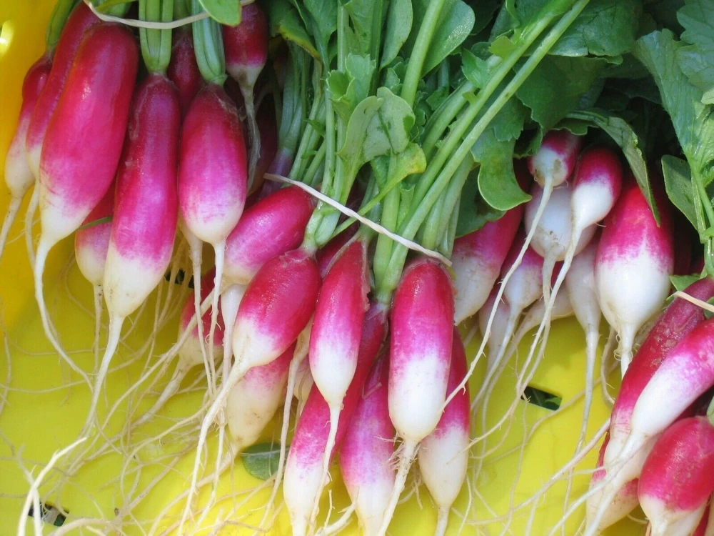 Radish Seeds Collection - 14 Heirloom Varieties for Indoor & Outdoor Gardening - Image 9