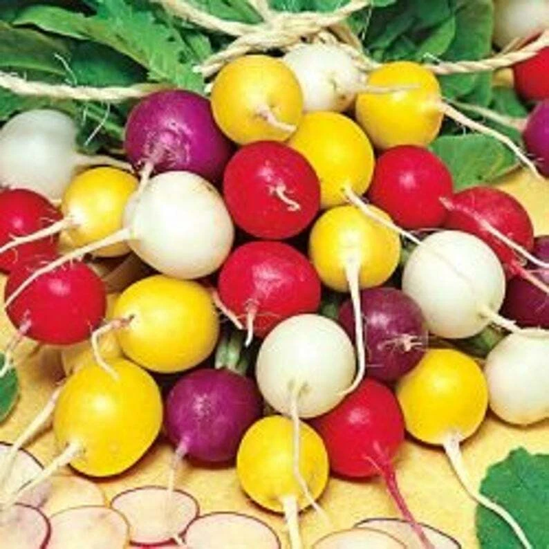 Radish Seeds Mix - Crayon Colors, Easy Grow, Colorful Golden Purple Red White - Image 1