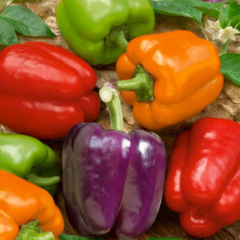Rainbow Bell Pepper Seeds - Colorful Heirloom Sweet Bell Pepper Seeds - Image 2