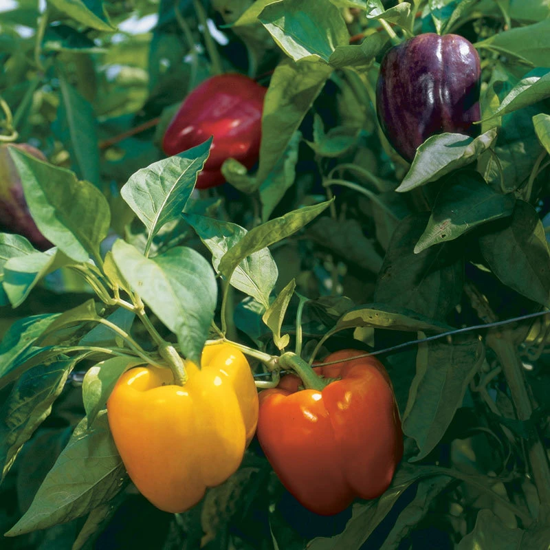 Rainbow Bell Pepper Seeds - Colorful Heirloom Sweet Bell Pepper Seeds - Image 1
