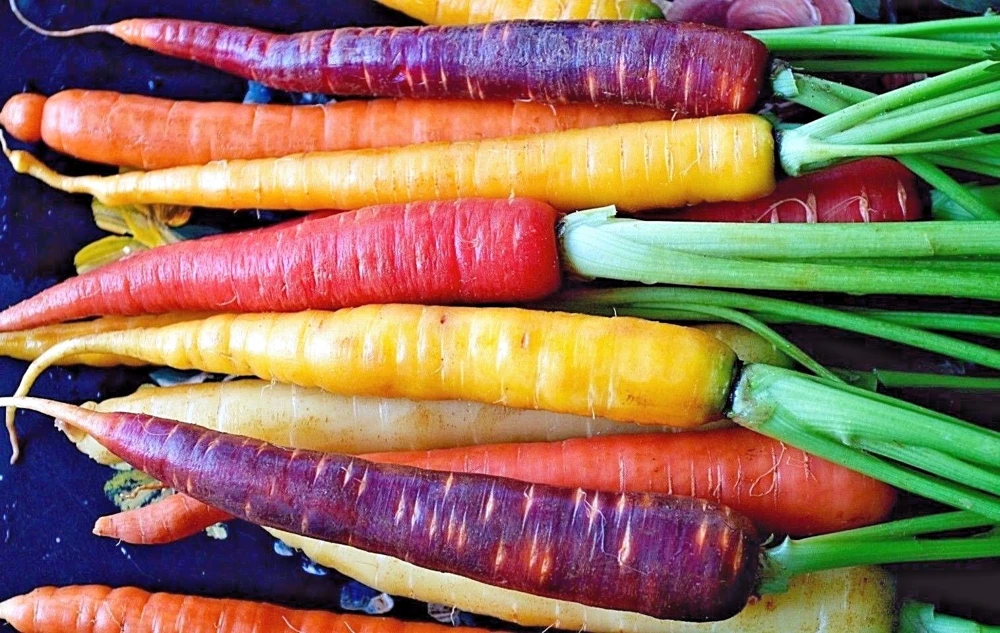 Rainbow Carrot Seeds Mix - Colorful Vegetable Seeds for Home Gardens - Image 2