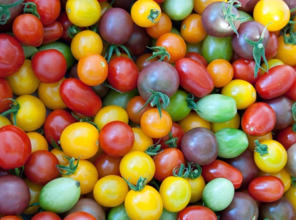Rainbow Cherry Tomato Seeds - Organic Colorful Vegetable Seeds for Outdoor Gardening - Image 2