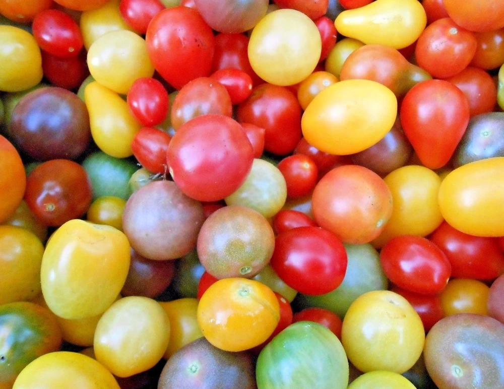 Rainbow Cherry Tomato Seeds - Organic Colorful Vegetable Seeds for Outdoor Gardening - Image 1