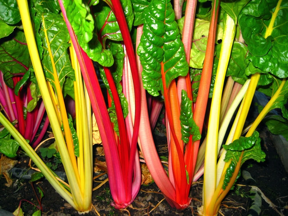Rainbow Swiss Chard Seeds - Bright Lights Mix - Colorful Vegetable Seeds - Outdoor - Image 1