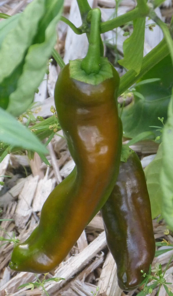 Rattlesnake Chili Pepper Seeds - NuMex Hatch, Medium Heat, Full Sun - Image 2