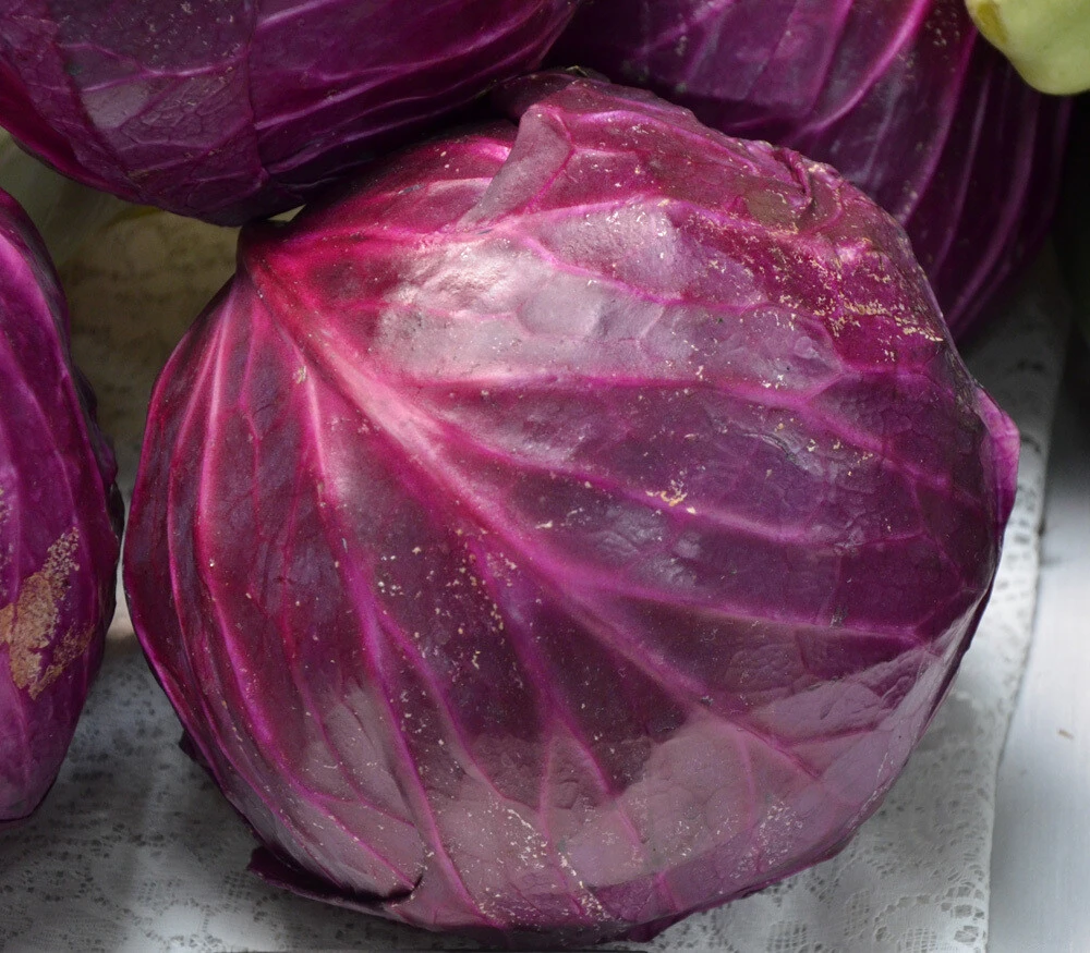 Red Acre Cabbage Seeds - Easy Grow Annual Vegetable Seeds for Outdoor - Image 1