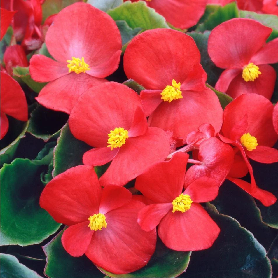 Red Begonia Live Plant for Outdoor Garden, 4-6 Inch Tall, 4 Inch Pot - Image 2