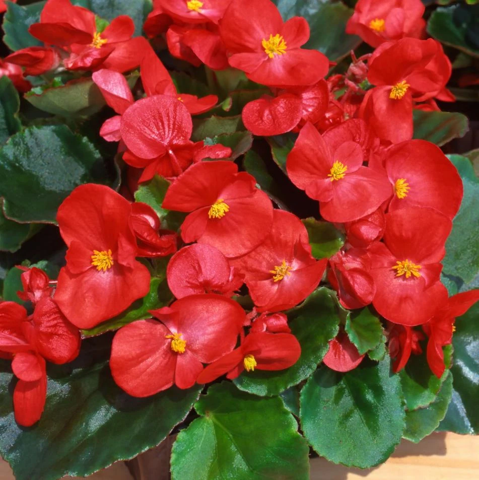 Red Begonia Live Plant for Outdoor Garden, 4-6 Inch Tall, 4 Inch Pot - Image 3