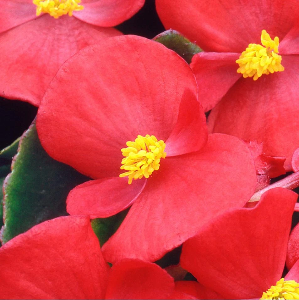 Red Begonia Live Plant for Outdoor Garden, 4-6 Inch Tall, 4 Inch Pot - Image 4