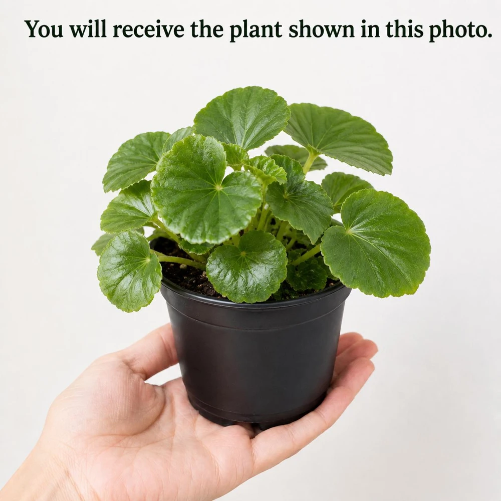 Red Begonia Live Plant for Outdoor Garden, 4-6 Inch Tall, 4 Inch Pot - Image 6