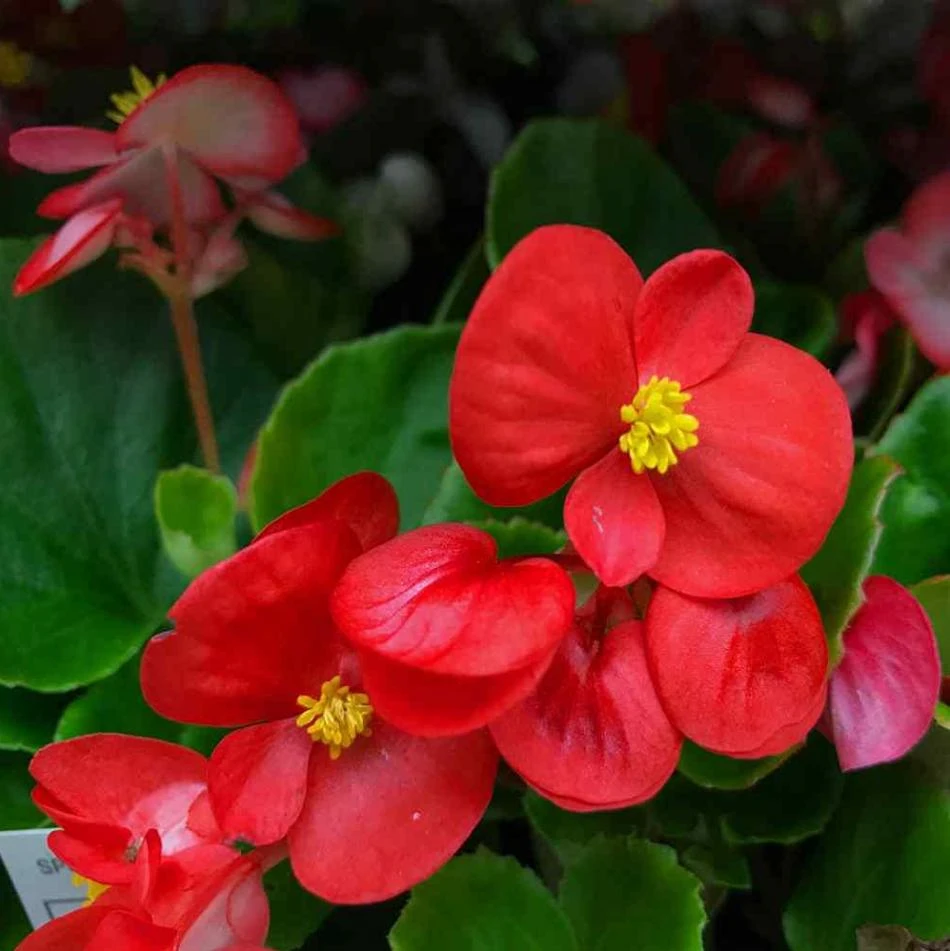 Red Begonia Live Plant for Outdoor Garden, 4-6 Inch Tall, 4 Inch Pot - Image 7