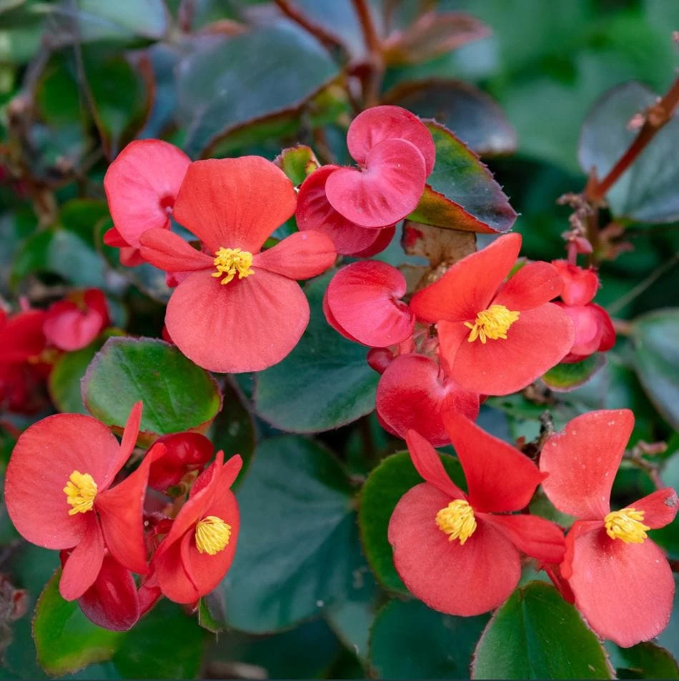 Red Begonia Live Plant for Outdoor Garden, 4-6 Inch Tall, 4 Inch Pot - Image 8