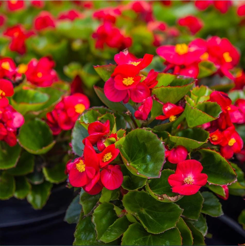 Red Begonia Live Plant for Outdoor Garden, 4-6 Inch Tall, 4 Inch Pot - Image 9