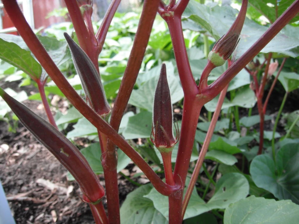 Red Burgundy Okra Seeds Heirloom Vegetable Seeds - Full Sun, Zones 5-12 - Image 1