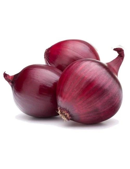 Red Burgundy Onion Seeds - Heirloom Allium Cepa Short Day Type - Vegetable Seeds Outdoor - Image 2