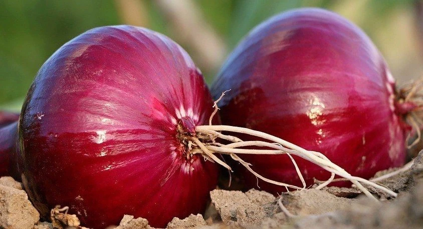 Red Burgundy Onion Seeds - Heirloom Allium Cepa Short Day Type - Vegetable Seeds Outdoor - Image 1