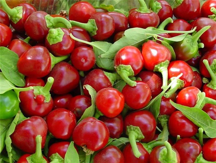 Red Cherry Hot Pepper Seeds - Heirloom Cherry Bomb Pimenta Annuum - Image 1