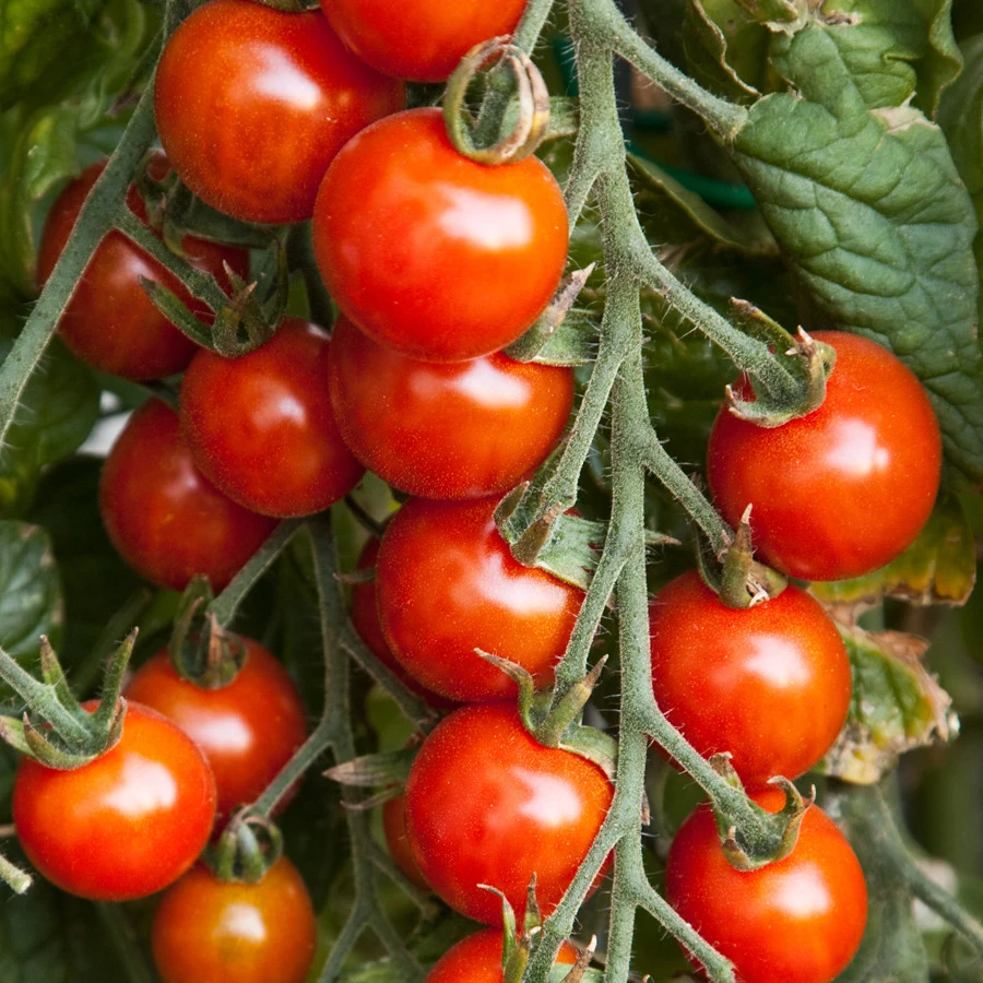 Red Cherry Tomato Seeds - Easy Grow Garden Salad Variety, Annual Outdoor - Image 1