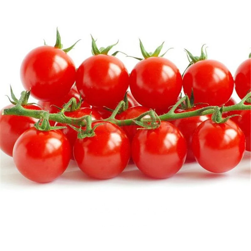 Red Cherry Tomato Seeds - Easy Grow Garden Salad Variety, Annual Outdoor - Image 2