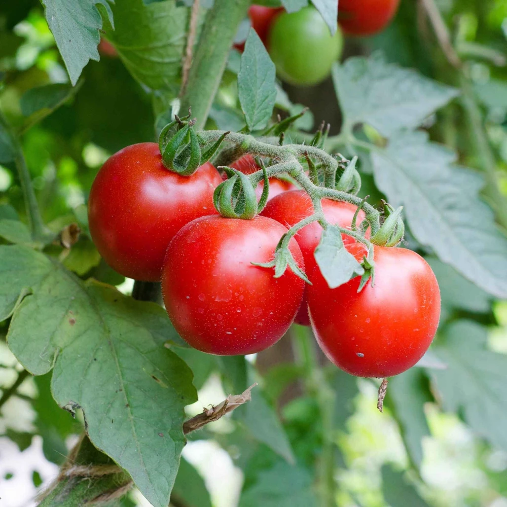 Red Cherry Tomato Seeds - Heirloom Salad Tomato Seeds, Easy to Grow, Outdoor - Image 1