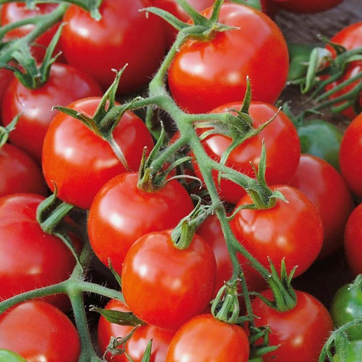 Red Cherry Tomato Seeds - Heirloom Salad Tomato Seeds, Easy to Grow, Outdoor - Image 2