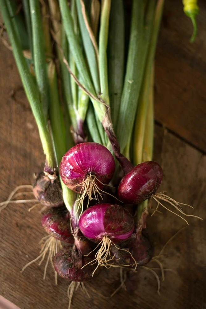 Red Cipollini Onion Seeds - Italian Marble Storage Onion, Allium cepa, Easy to Grow, Indoor & Outdoor - Image 2
