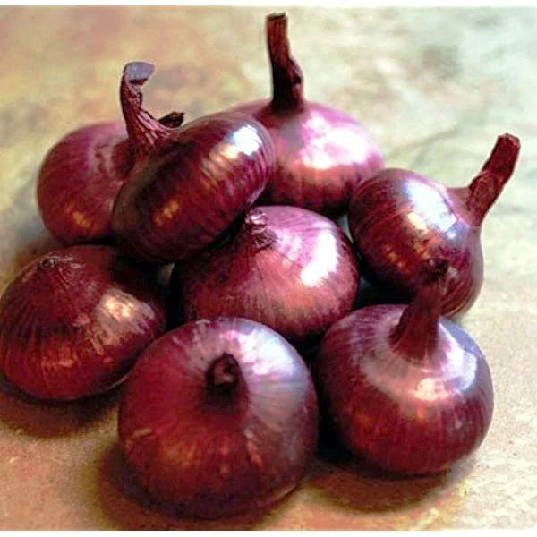 Red Cipollini Onion Seeds - Italian Marble Storage Onion, Allium cepa, Easy to Grow, Indoor & Outdoor - Image 1