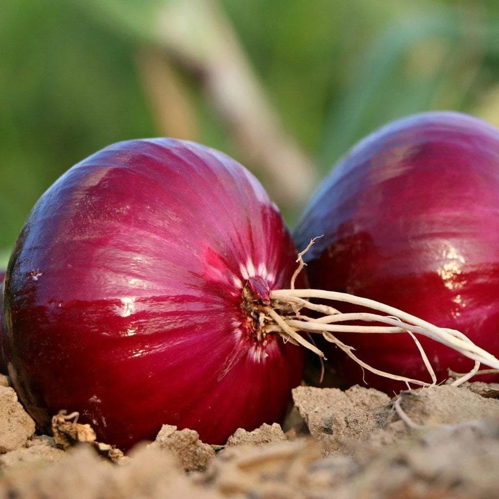 Red Creole Onion Seeds - Short Day Variety - Allium Cepa - Image 1