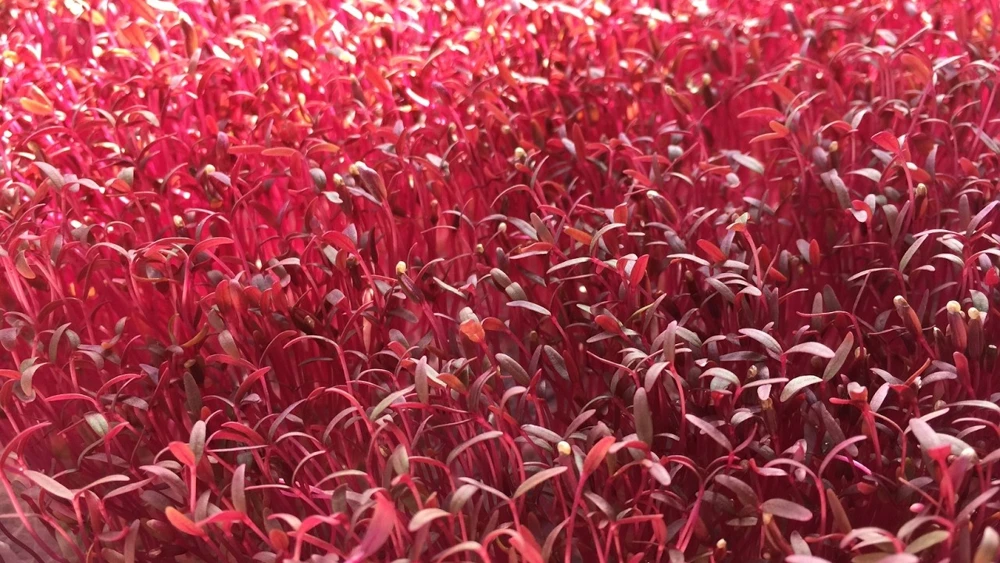 Red Garnet Amaranth Seeds - Vegetable Amaranth, Herb Seeds - Full Sun, Annual - Image 2