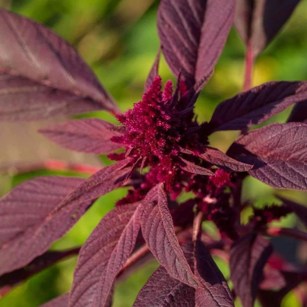 Red Garnet Amaranth Seeds - Vegetable Amaranth, Herb Seeds - Full Sun, Annual - Image 1