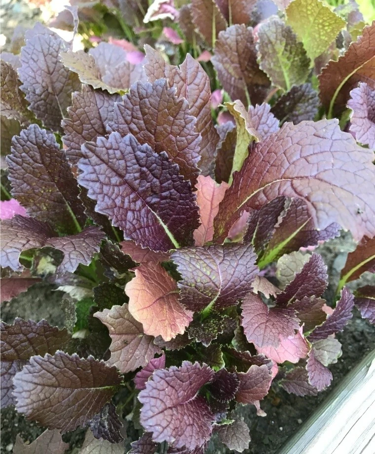 Red Giant Mustard Seeds - Brassica juncea - Vegetable Seeds for Outdoor Growing - Image 2