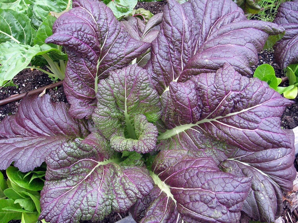 Red Giant Mustard Seeds - Brassica juncea - Vegetable Seeds for Outdoor Growing - Image 1