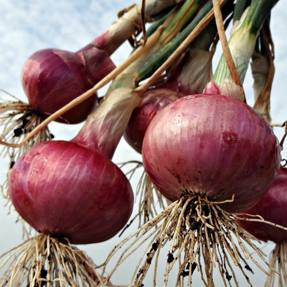 Red Grano Onion Seeds โ Short Day, Allium cepa, Red Onion Seeds Outdoor - Image 2
