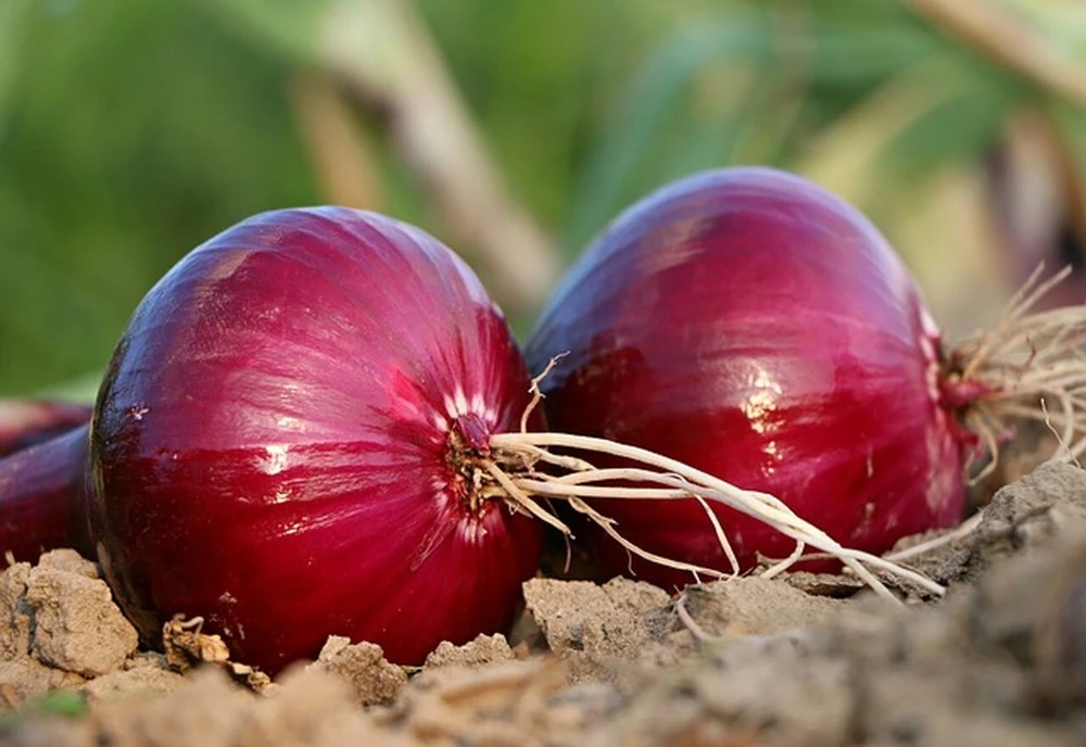 Red Grano Onion Seeds – Short Day, Allium cepa, Red Onion Seeds Outdoor - Image 1