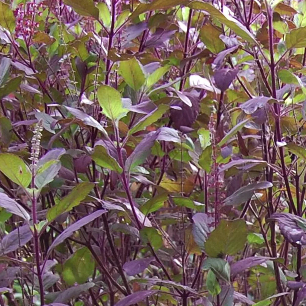 Red Leaf Holy Basil Seeds - Tulsi Monk's Basil for Ayurveda & Herb Gardens - Indoor/Outdoor - Image 1